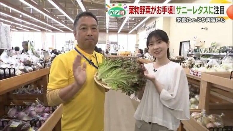 今がチャンス！玉レタスよりも栄養が多いサニーレタスの魅力と選び方とは！？愛媛県松山市の太陽市から最新情報をお届け！【愛媛発】｜FNNプライムオンライン