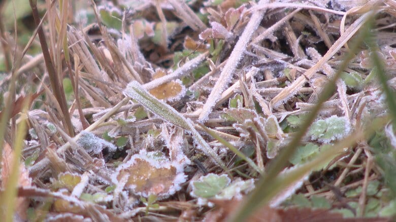 名古屋はこの冬初の氷点下に…今季最強寒気の影響 27日の東海3県は各地で真冬並みの寒さに｜FNNプライムオンライン