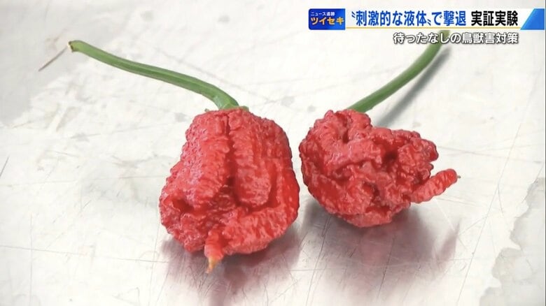 「激辛トウガラシ」でクマ退散？　安芸高田市で始まった“カプサイシン作戦”　イノシシにも効果を実感【広島発】｜FNNプライムオンライン