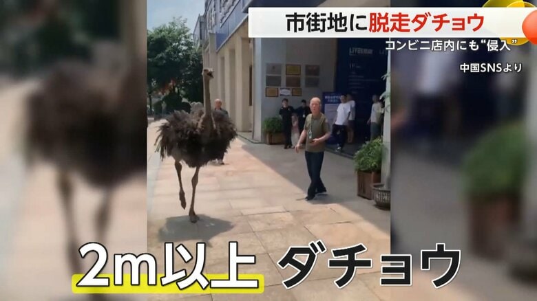 市街地に2m以上の脱走ダチョウ！　走行中バイクに体当たり、コンビニ店内侵入とやりたい放題も…最後は無事捕獲　中国・広東省｜FNNプライムオンライン