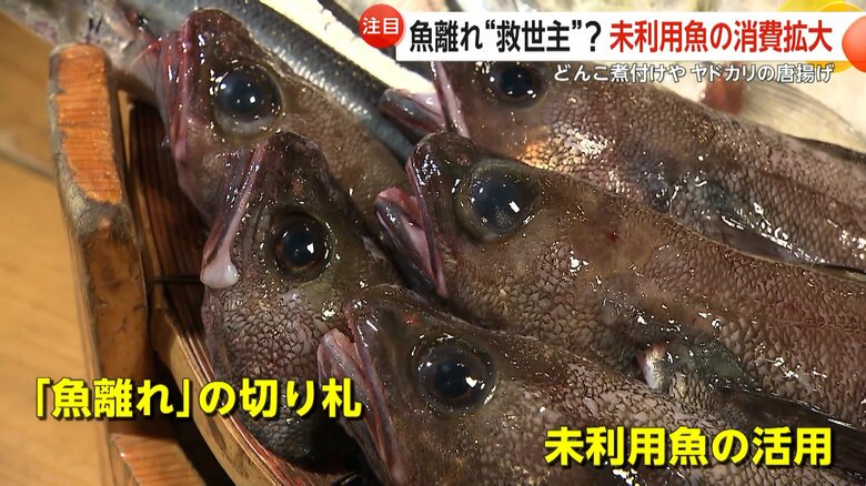 「知られていないだけでおいしい」ヤドカリにどんこ…未利用魚の消費拡大で魚離れの“救世主”に「へんな魚ボックス」も人気|FNNプライムオンライン