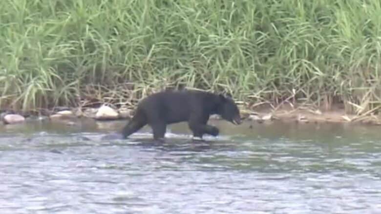 【福島県】中通り・会津に「ツキノワグマ出没警報」　浜通りには「注意報」発令｜FNNプライムオンライン