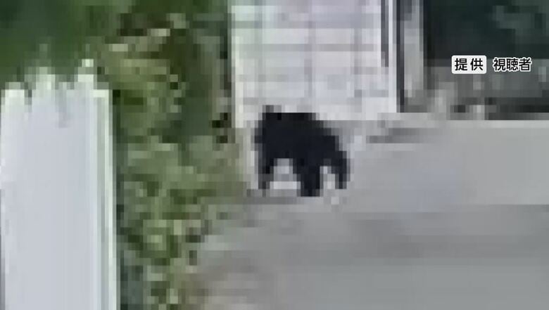 「クマが1頭捕まっても、2頭3頭いるのかな」住宅街で目撃相次ぐ　小中学校では保護者の付き添いや集団での登下校　発見に至らず…「安心できない」｜FNNプライムオンライン