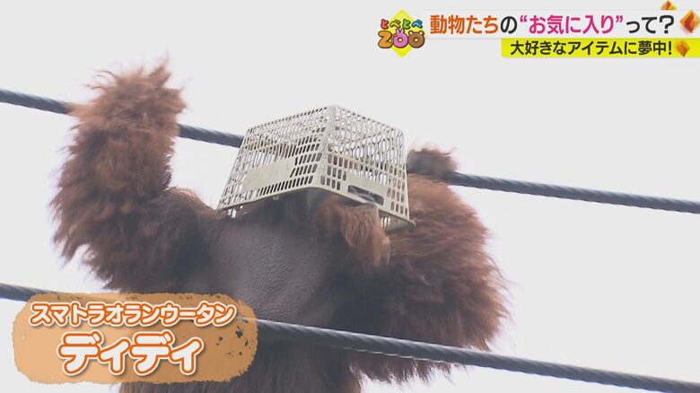 カゴをかぶるスマトラオランウータンの「ディディ」