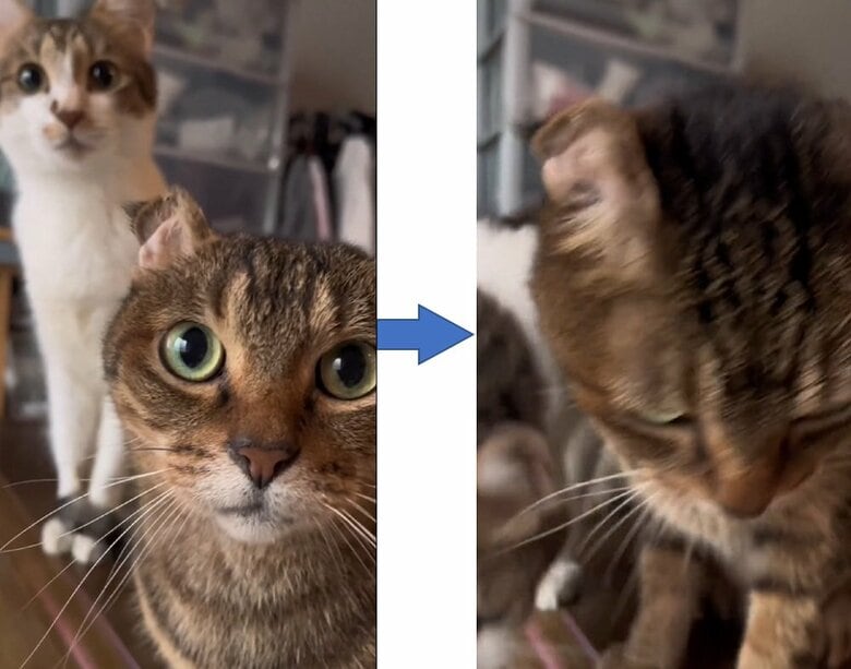 「ごはんだ！」いそいそと移動する2匹