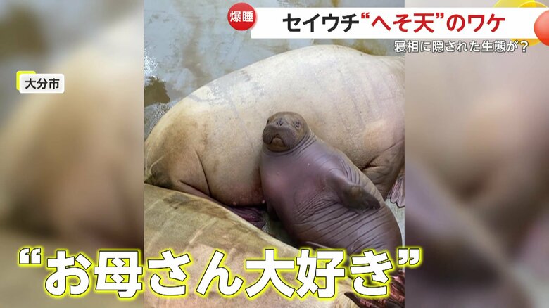 お母さんが大好きでいつもはベッタリの「いちこ」ちゃん