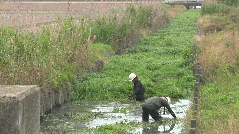 水面が見えなくなるほど水路に繁殖した「ナガエツルノゲイトウ」
