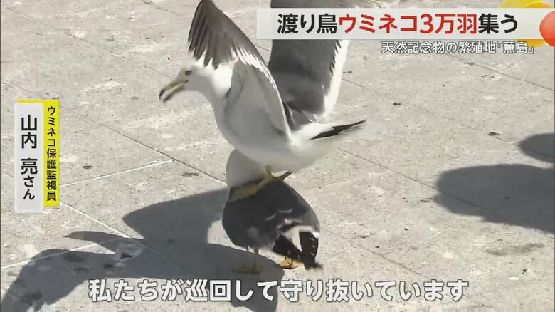 羽を広げているウミネコ