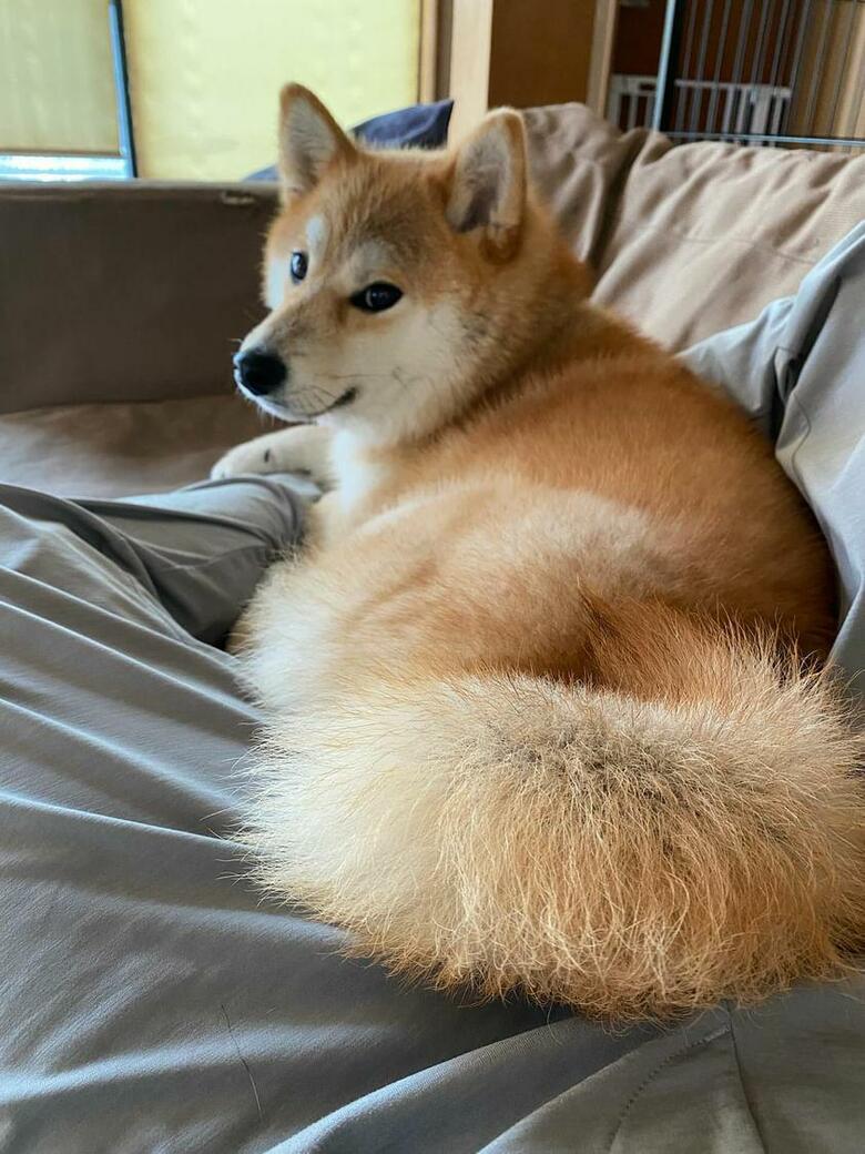 提供：柴犬こむぎさん