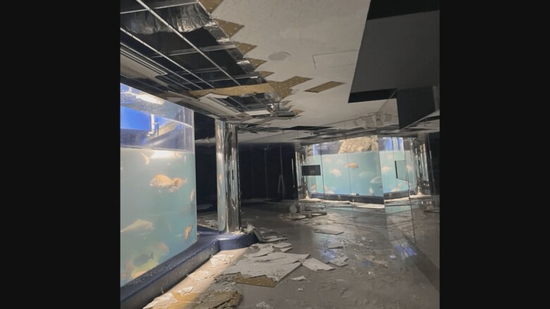 提供：のとじま水族館