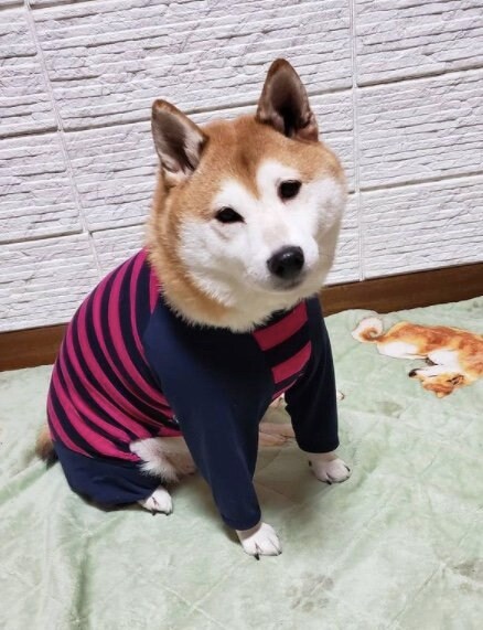 提供：柴犬ななさん