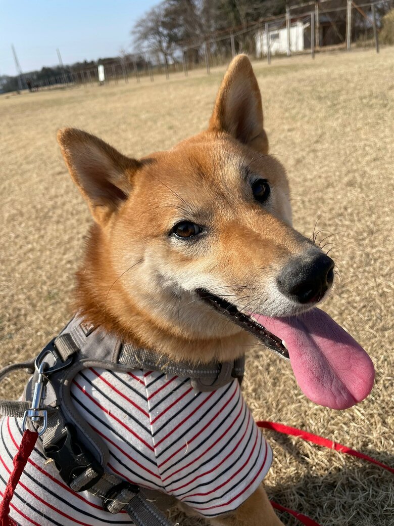 提供：柴犬まるやん日記さん