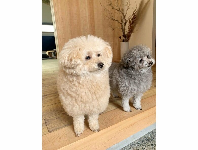 帰宅した飼い主を見つめるこあちゃんとミロちゃん（提供：＠tsuru_323さん）