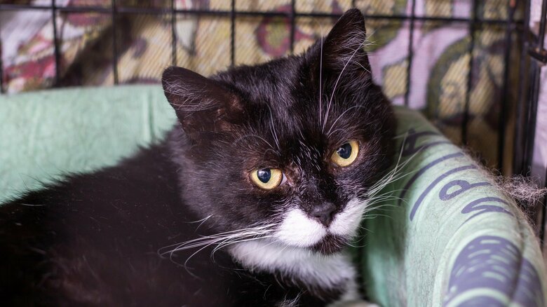 自宅に“動きやすくて薄暗い空間”があると、猫が落ち着きやすい（画像はイメージ）