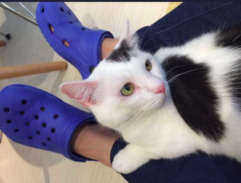「GUのジーンズに猫がやたらすり寄ってくる」に共感…染料に“マタタビ”使用はホントか聞いてみた