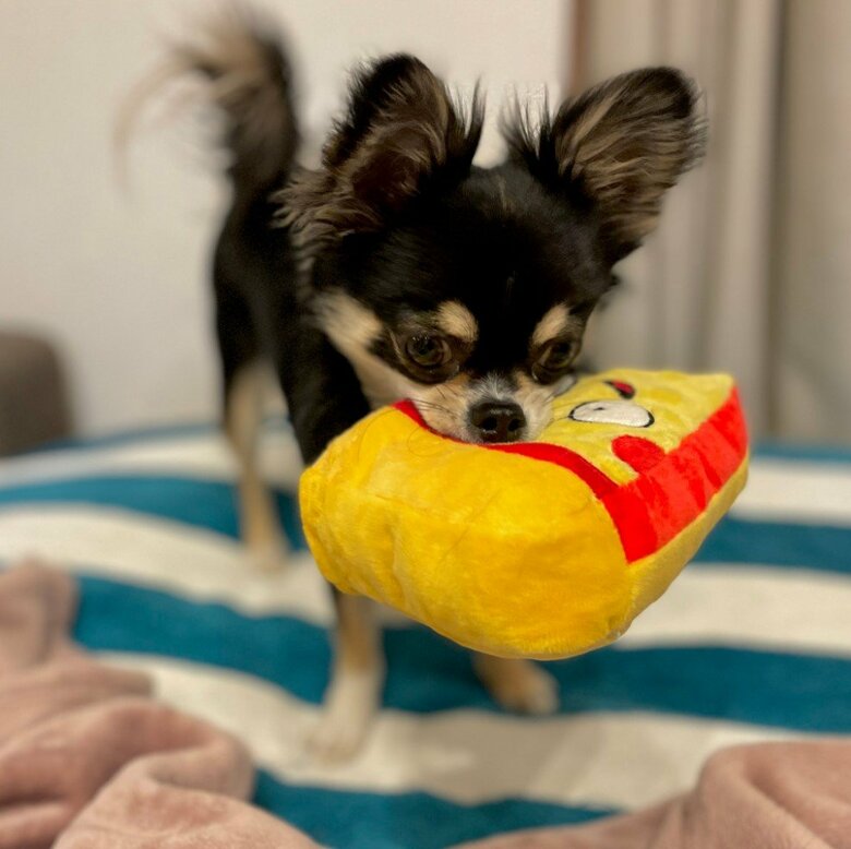 提供：チワワのごまじろーさん