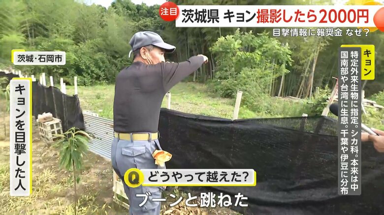 茨城・石岡市でキョンを目撃した男性は…