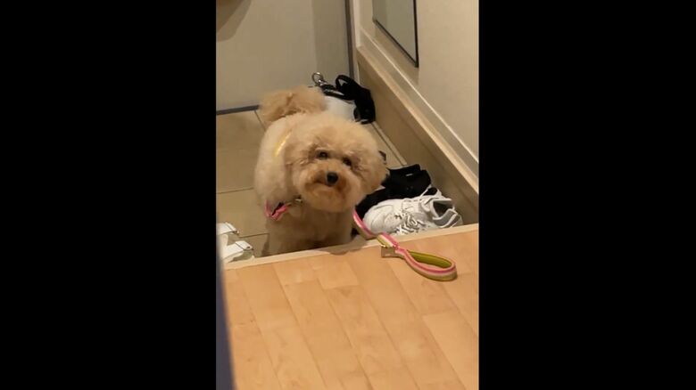 玄関から様子を伺う