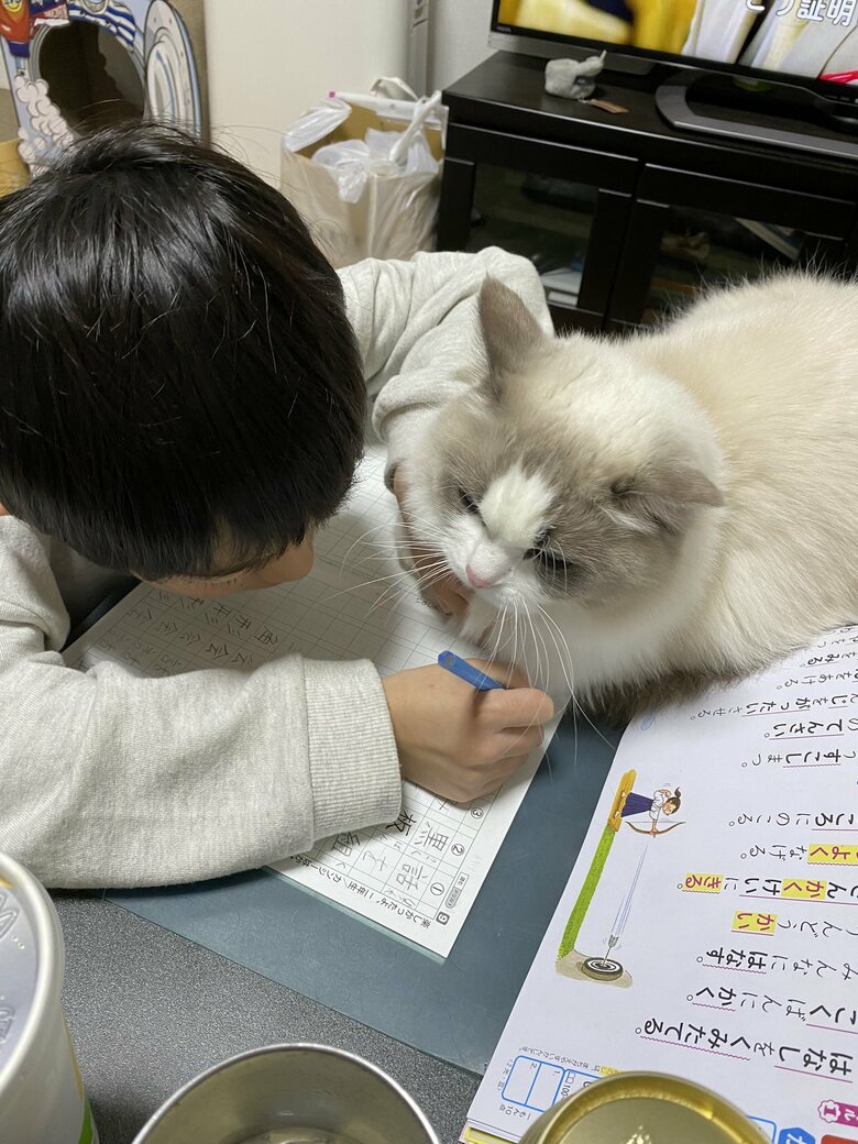 邪魔をされつつ、一緒に勉強する様子