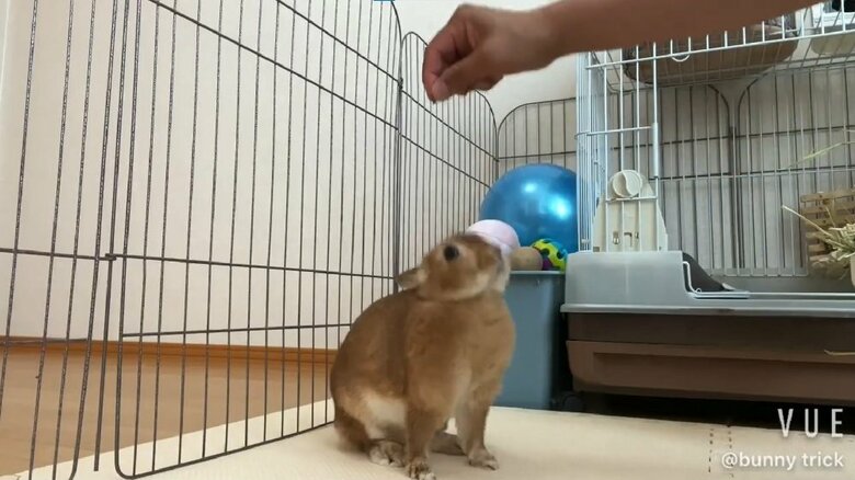 「ちんちん」と手を頭上にあげると…