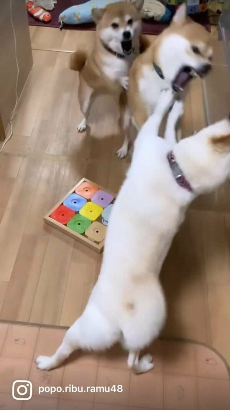 提供：柴犬ポポ(7)リブ(4)ラム(4)さん