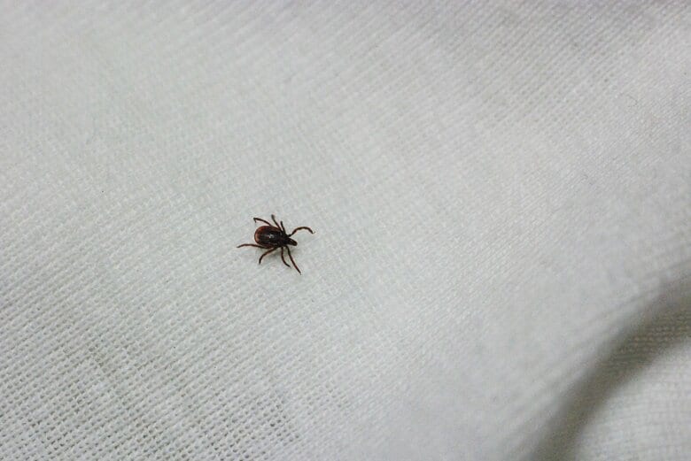 服は明るい色がお勧め（画像はイメージ）