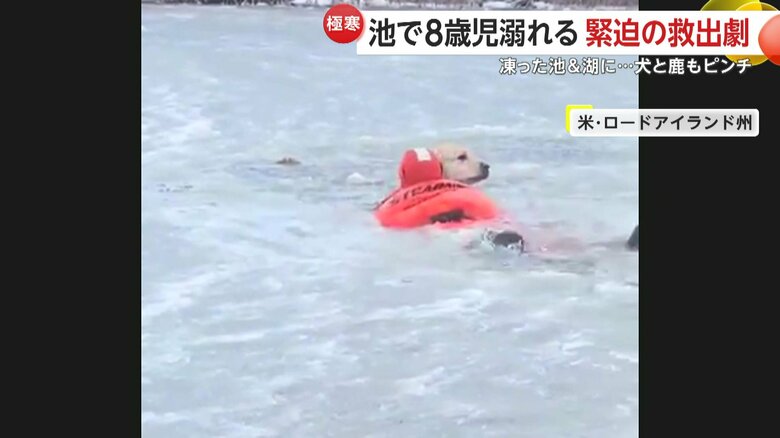 助けを求めるように見つめる犬の姿（2日、アメリカ・ロードアイランド州）