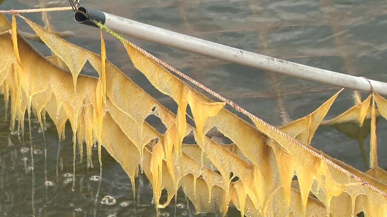 色落ちした有明海の養殖ノリ