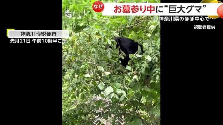 日向霊園に突然巨大熊が出没した様子（8月21日午前10時半ごろ、神奈川・伊勢原市）