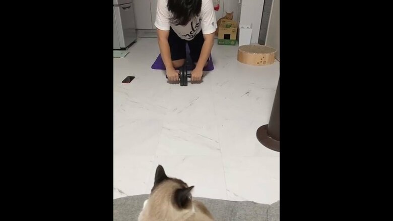 提供：たぬき&とらさん