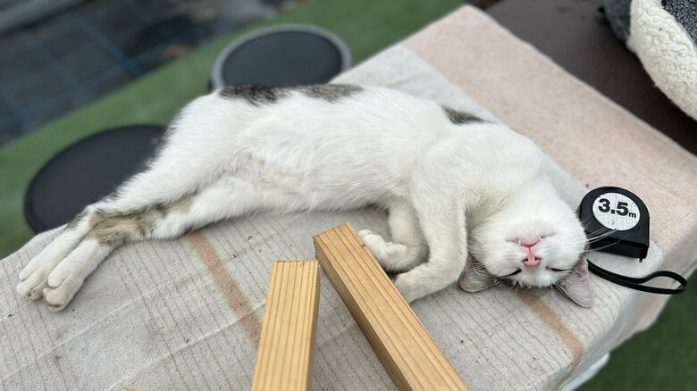 リラックスモード全開のムギくん