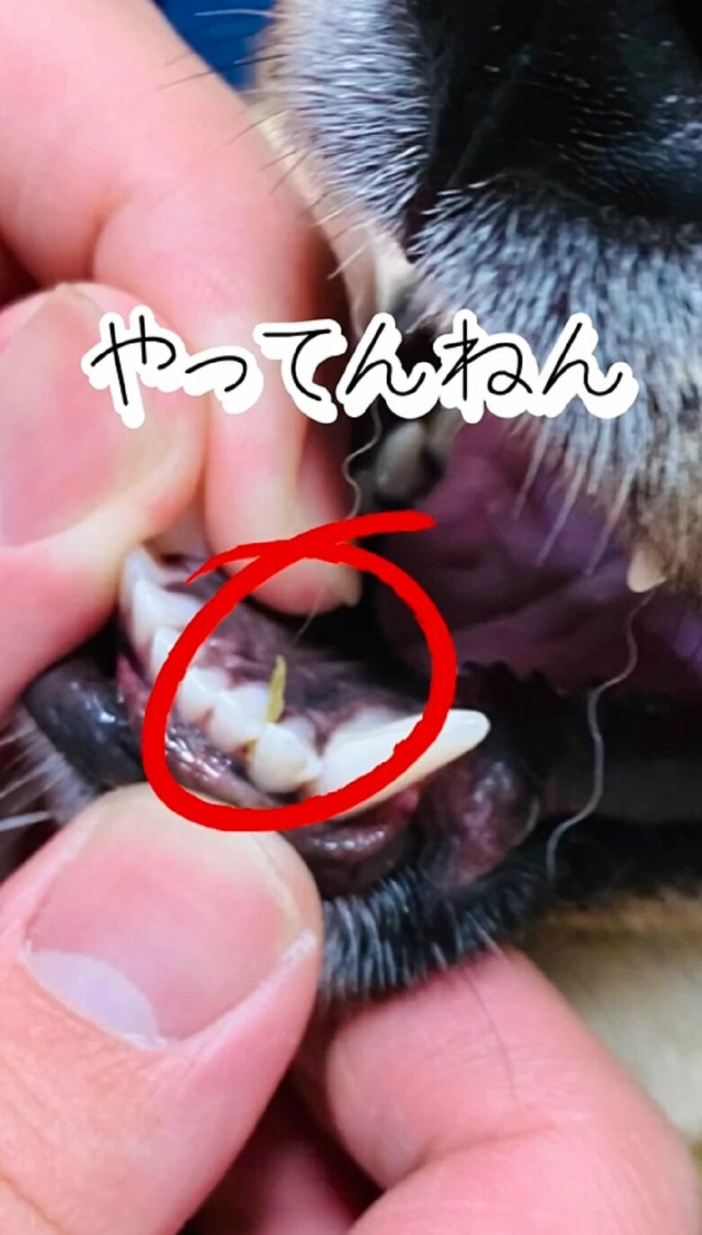 しかし、口の中には制作（いたずら）の証拠が挟まっていた