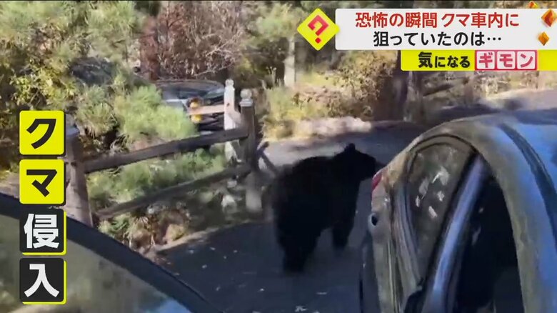 車を出るとちらりとカメラを見たクマ