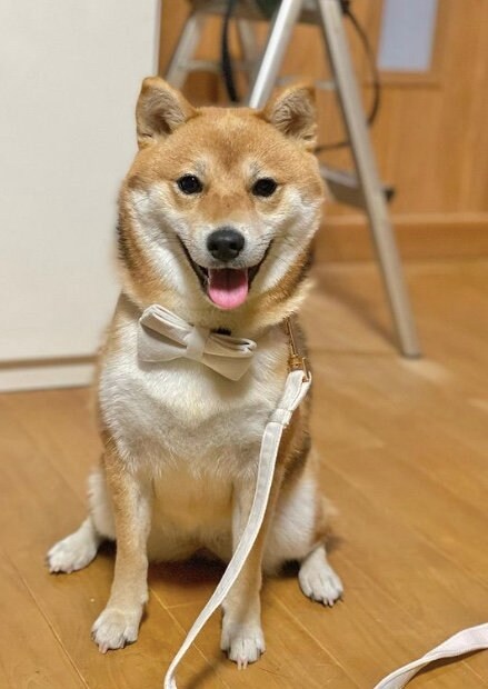 提供：shiba_mugi_さん