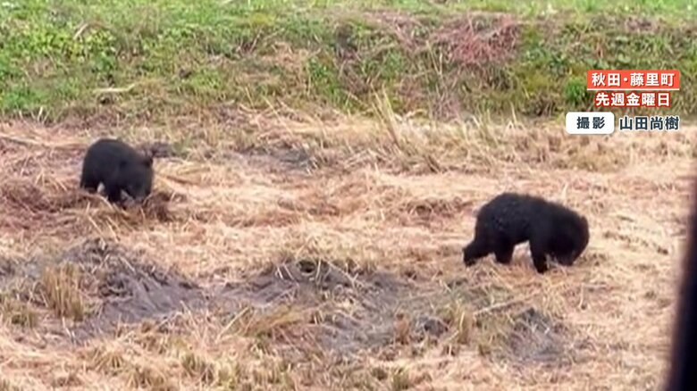 もくもくと稲を食べる子グマたち