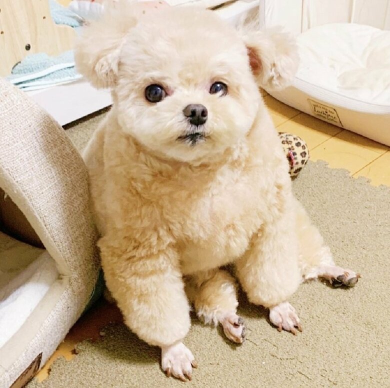 後ろ足は投げ出しているかのようにリラックスして座っている