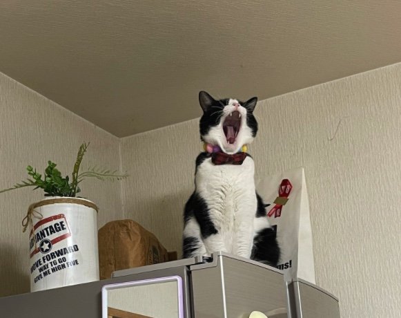 提供：連呼 cubnushi all-starさん