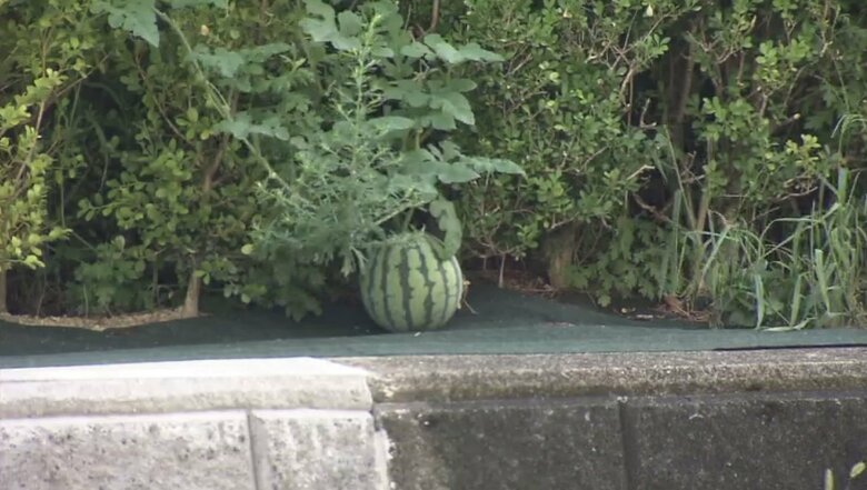 撤去前の「ど根性スイカ」京都・下京区