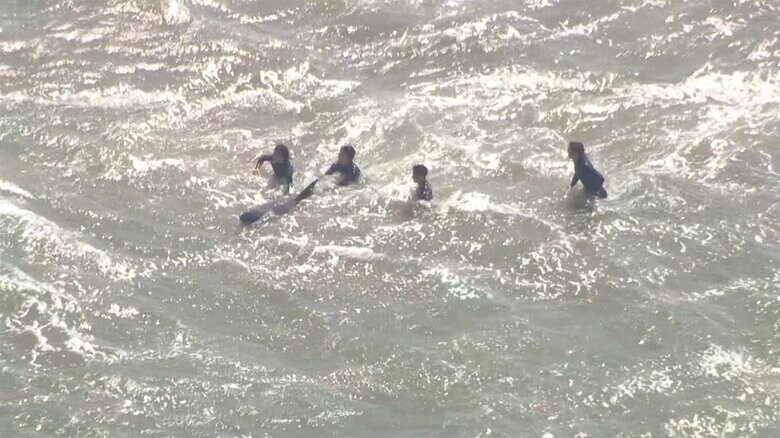 イルカが打ち上げられた海岸（午前11時すぎ 千葉･一宮町）