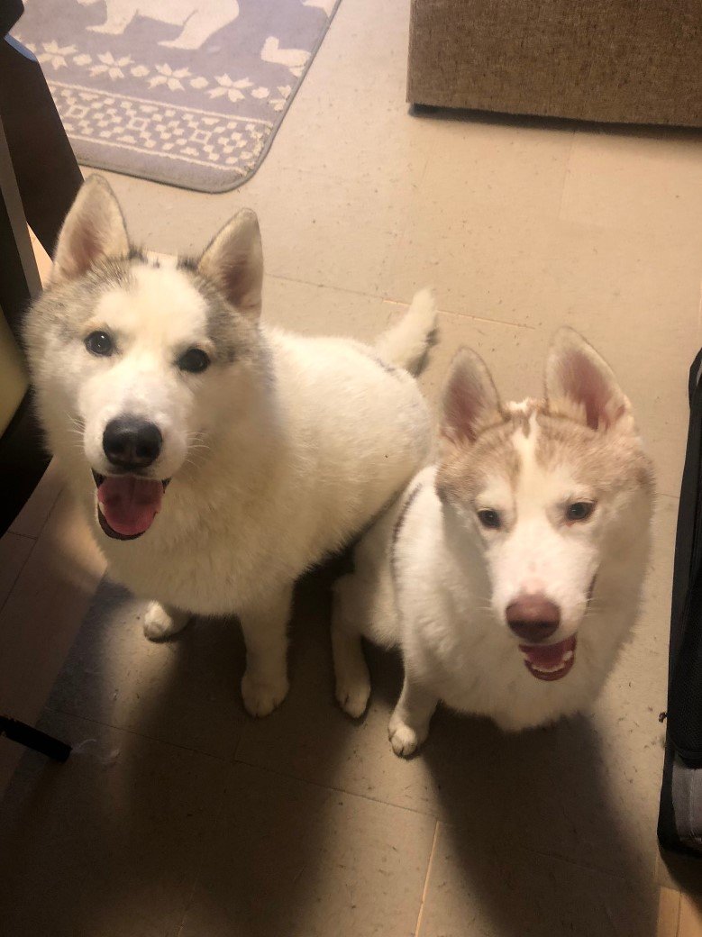 左：銀太くん　右：緋那子ちゃん（提供：斑柄兄妹（銀太と緋那子）さん）