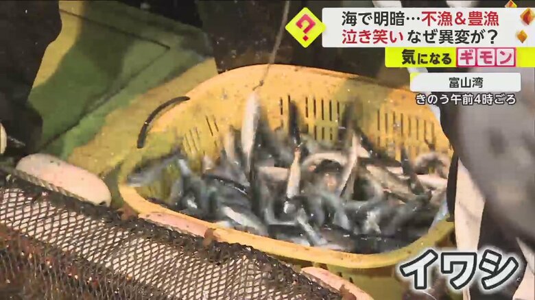たくさん水揚げされたイワシ（富山湾・1日）
