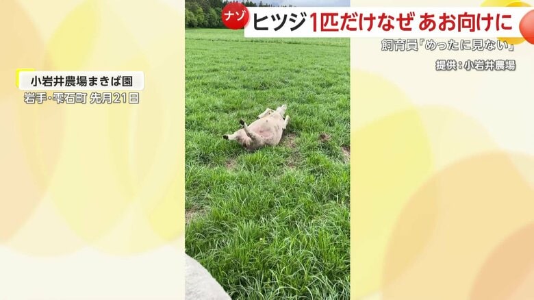 あお向けになる羊