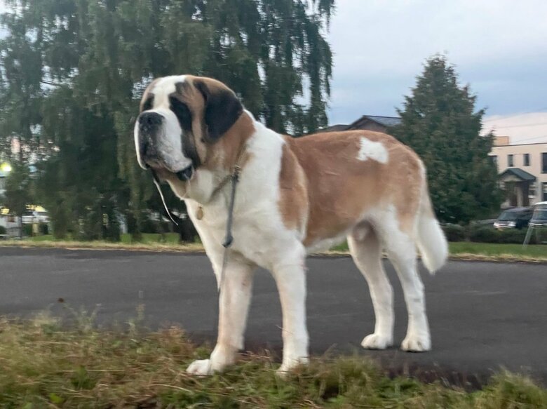 ピシッと気をつけしていてもヨダレが…