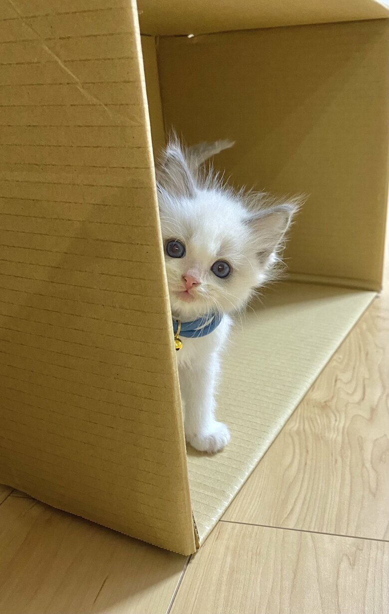 子猫時代のルカくん