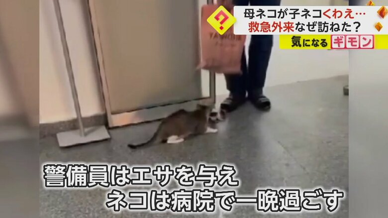 その後、母ネコと子ネコはエサを与えられ、病院で一晩過ごしたという