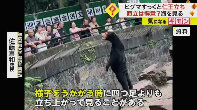 直立する動物園のクマ。様子をうかがう時に直立することがあるという