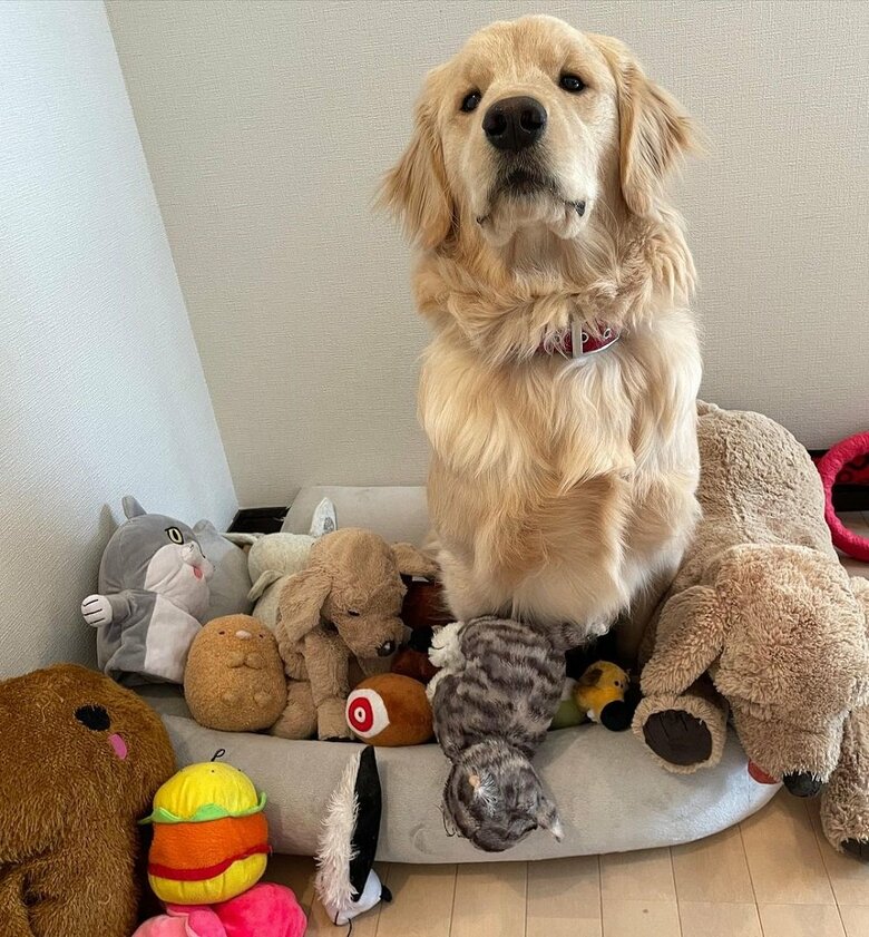 ぬいぐるみが大好き