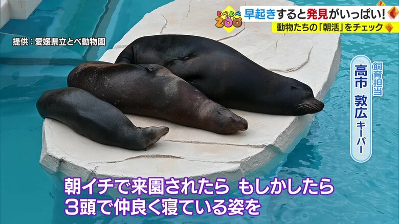 川の字で寝ているアシカたち