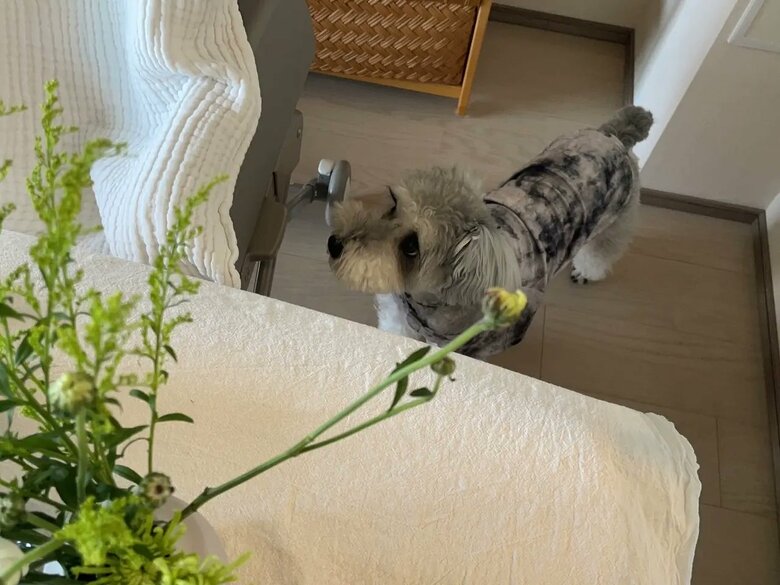 テーブルの上が気になる