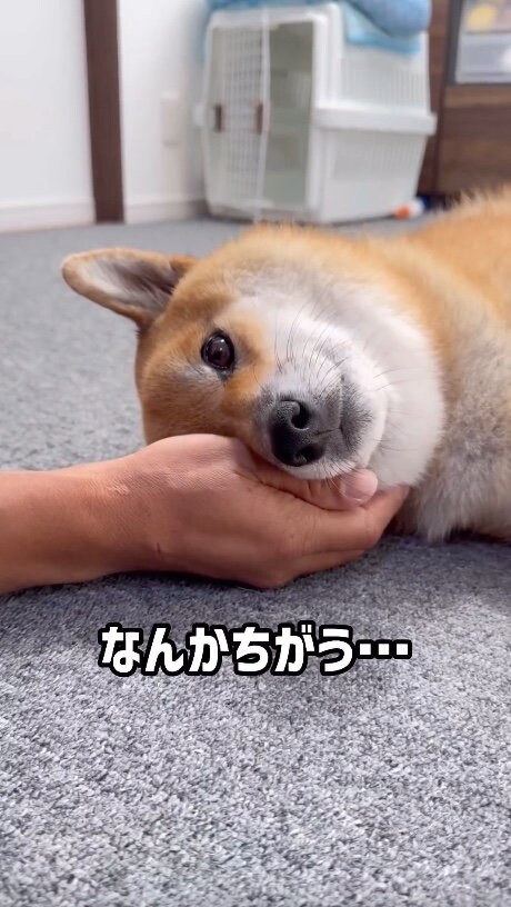 提供：柴犬ぽてとさん